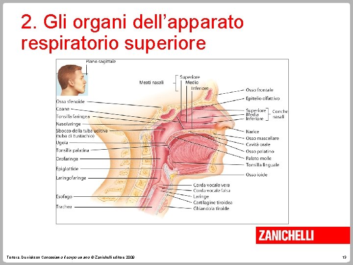 2. Gli organi dell’apparato respiratorio superiore Tortora, Derrickson Conosciamo il corpo umano © Zanichelli