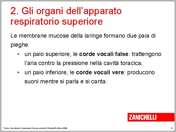 2. Gli organi dell’apparato respiratorio superiore Le membrane mucose della laringe formano due paia