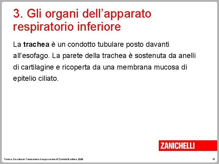 3. Gli organi dell’apparato respiratorio inferiore La trachea è un condotto tubulare posto davanti 3. Gli organi dell’apparato respiratorio inferiore La trachea è un condotto tubulare posto davanti