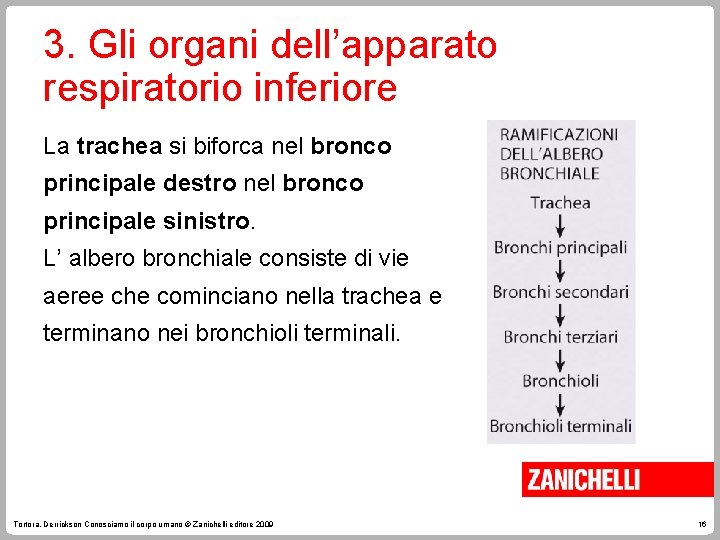 3. Gli organi dell’apparato respiratorio inferiore La trachea si biforca nel bronco principale destro