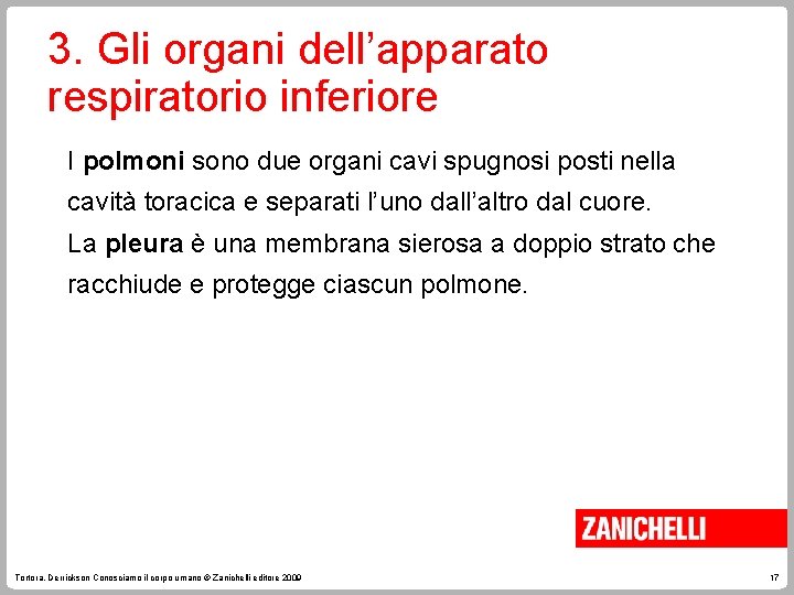 3. Gli organi dell’apparato respiratorio inferiore I polmoni sono due organi cavi spugnosi posti