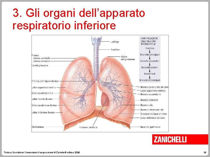 3. Gli organi dell’apparato respiratorio inferiore Tortora, Derrickson Conosciamo il corpo umano © Zanichelli