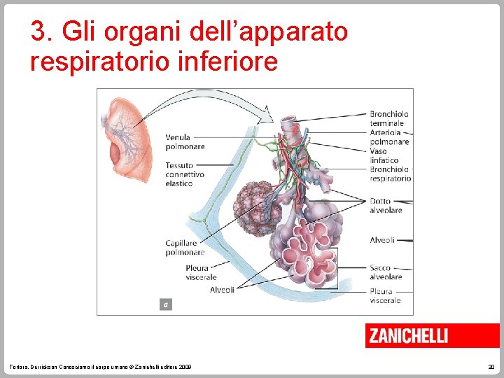 3. Gli organi dell’apparato respiratorio inferiore Tortora, Derrickson Conosciamo il corpo umano © Zanichelli