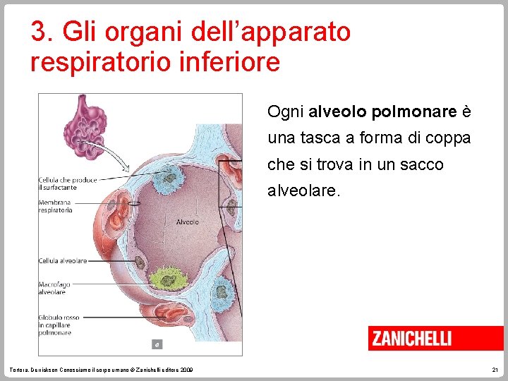 3. Gli organi dell’apparato respiratorio inferiore Ogni alveolo polmonare è una tasca a forma 3. Gli organi dell’apparato respiratorio inferiore Ogni alveolo polmonare è una tasca a forma