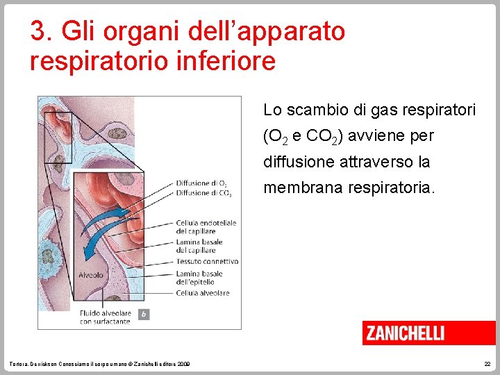 3. Gli organi dell’apparato respiratorio inferiore Lo scambio di gas respiratori (O 2 e