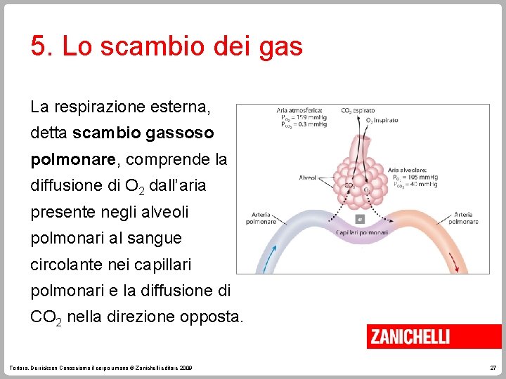 5. Lo scambio dei gas La respirazione esterna, detta scambio gassoso polmonare, comprende la