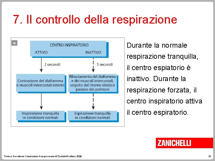 7. Il controllo della respirazione Durante la normale respirazione tranquilla, il centro espiatorio è