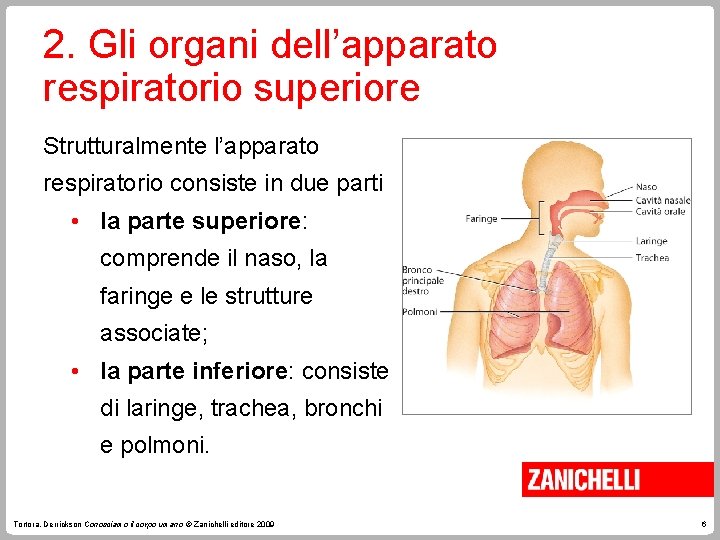 2. Gli organi dell’apparato respiratorio superiore Strutturalmente l’apparato respiratorio consiste in due parti •