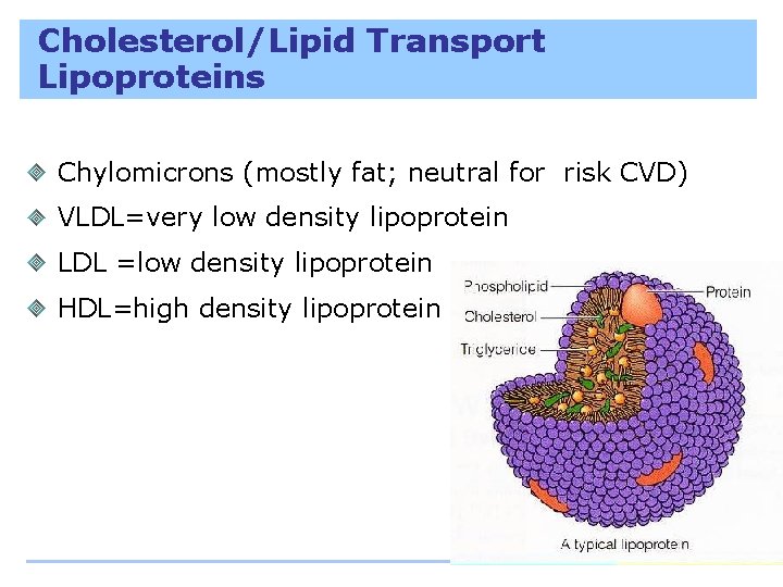 Cholesterol/Lipid Transport Lipoproteins Chylomicrons (mostly fat; neutral for risk CVD) VLDL=very low density lipoprotein