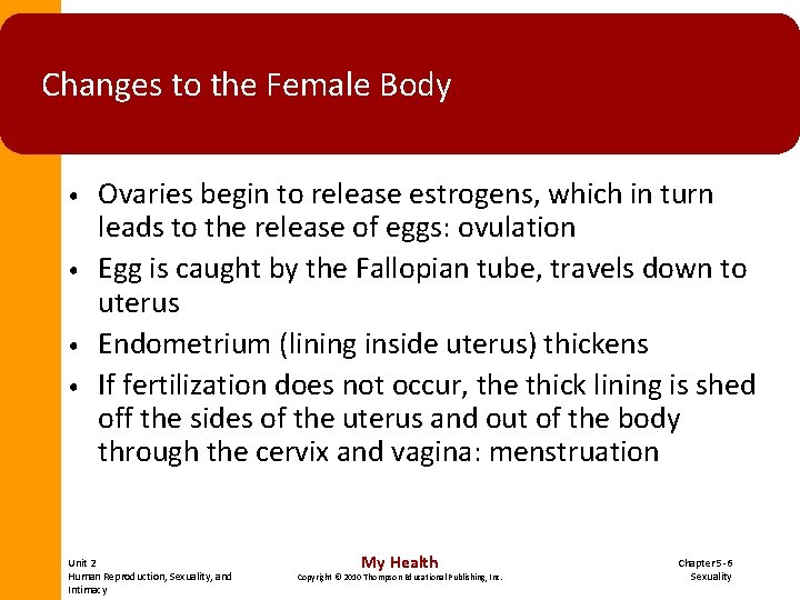 Changes to the Female Body • • Ovaries begin to release estrogens, which in Changes to the Female Body • • Ovaries begin to release estrogens, which in