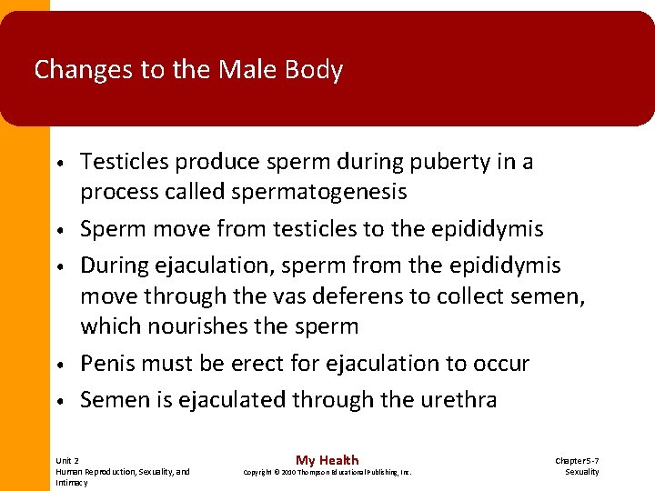 Changes to the Male Body • • • Testicles produce sperm during puberty in Changes to the Male Body • • • Testicles produce sperm during puberty in