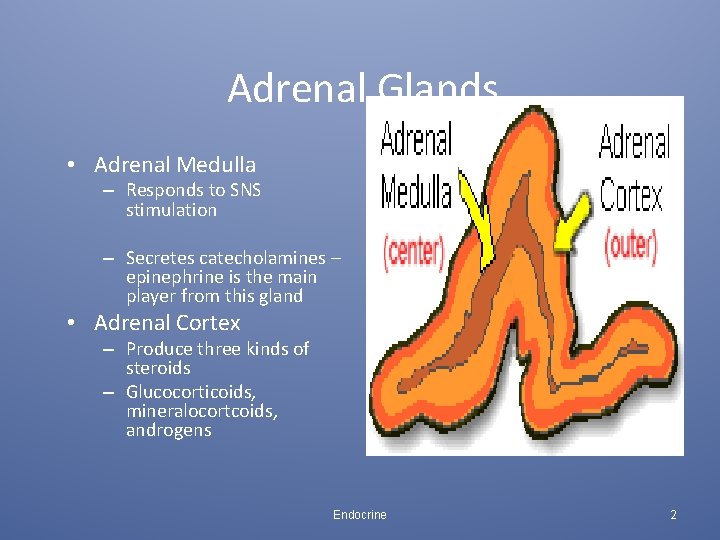 Adrenal Glands • Adrenal Medulla – Responds to SNS stimulation – Secretes catecholamines –