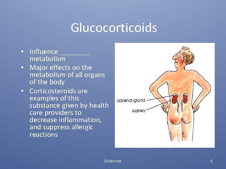 Glucocorticoids • Influence ____ metabolism • Major effects on the metabolism of all organs