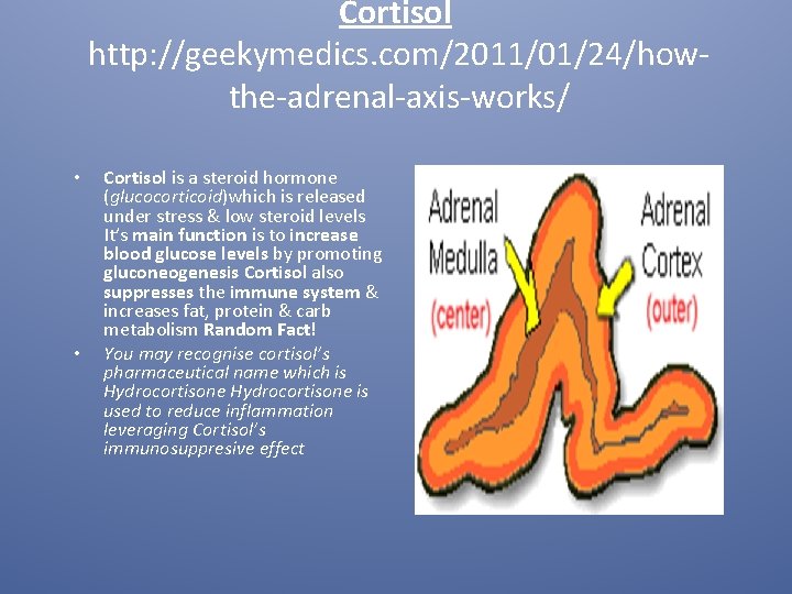 Cortisol http: //geekymedics. com/2011/01/24/howthe-adrenal-axis-works/ • • Cortisol is a steroid hormone (glucocorticoid)which is released