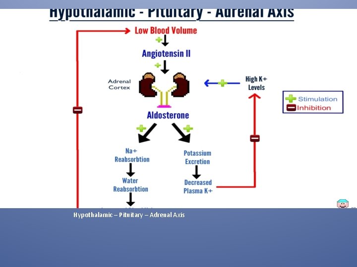 Hypothalamic – Pituitary – Adrenal Axis 