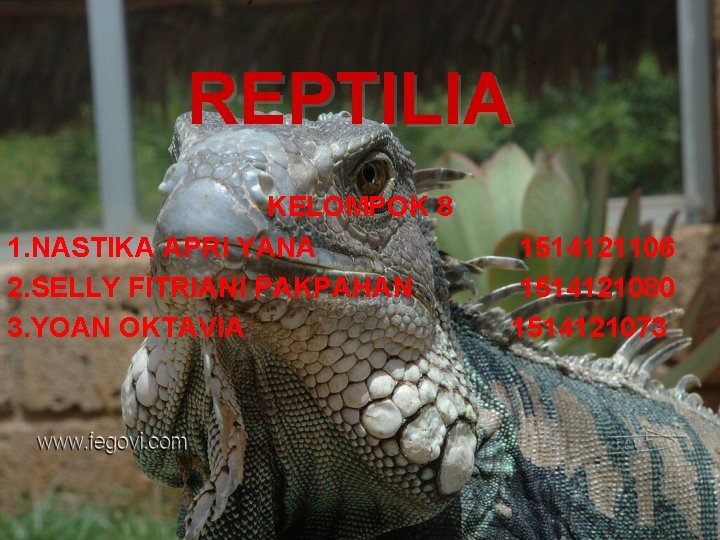 REPTILIA KELOMPOK 8 1. NASTIKA APRI YANA 2. SELLY FITRIANI PAKPAHAN 3. YOAN OKTAVIA