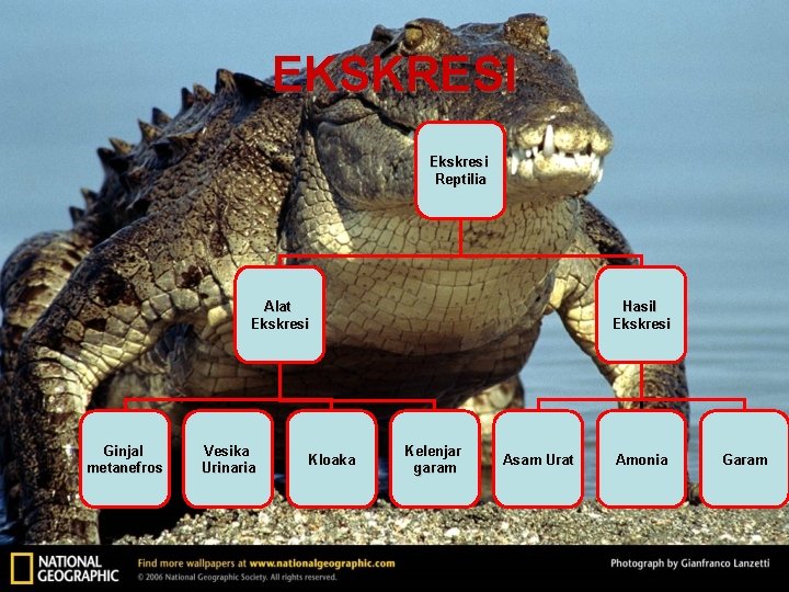 EKSKRESI Ekskresi Reptilia Alat Ekskresi Ginjal metanefros Vesika Urinaria Kloaka Hasil Ekskresi Kelenjar garam