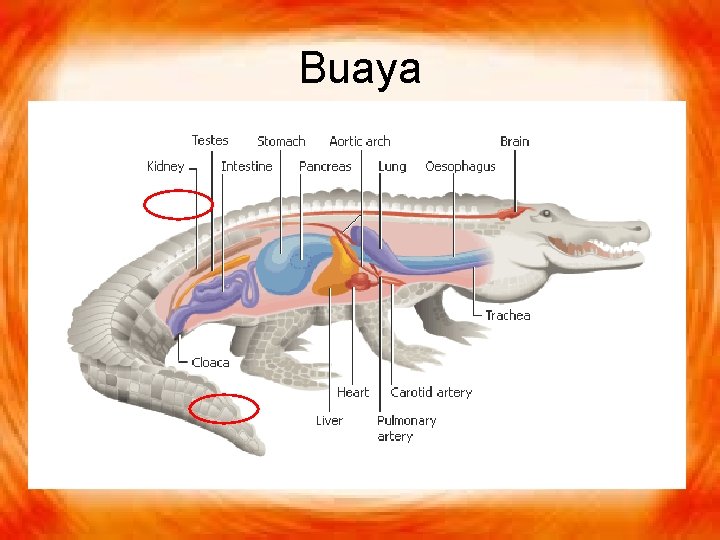 Buaya 