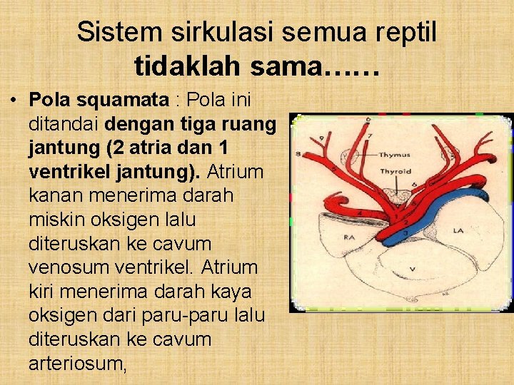 Sistem sirkulasi semua reptil tidaklah sama…… • Pola squamata : Pola ini ditandai dengan