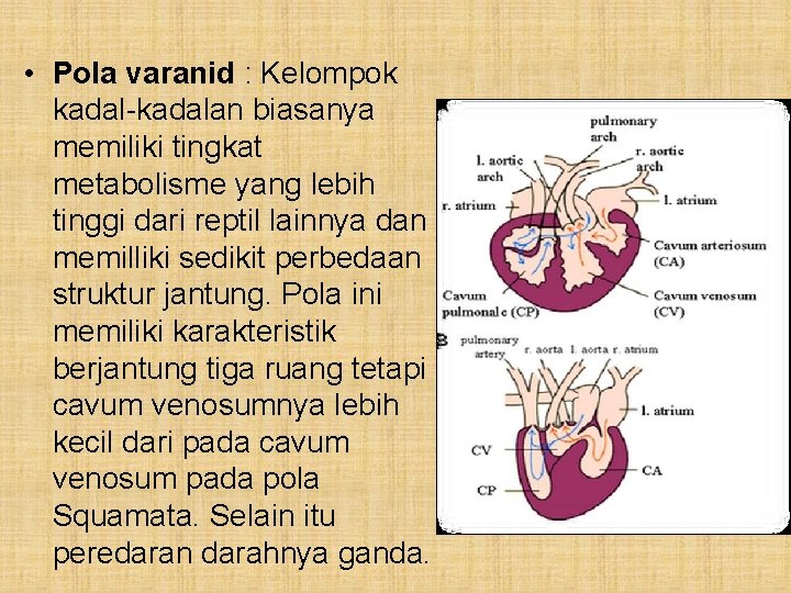  • Pola varanid : Kelompok kadal-kadalan biasanya memiliki tingkat metabolisme yang lebih tinggi