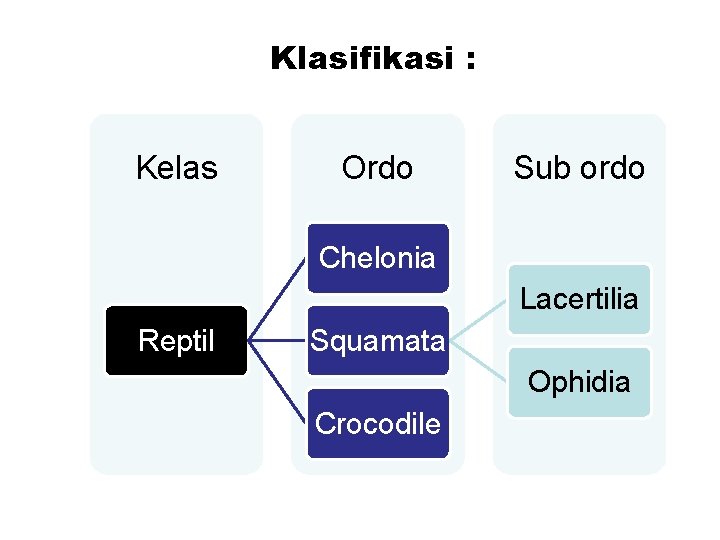 Klasifikasi : Kelas Ordo Sub ordo Chelonia Lacertilia Reptil Squamata Ophidia Crocodile 