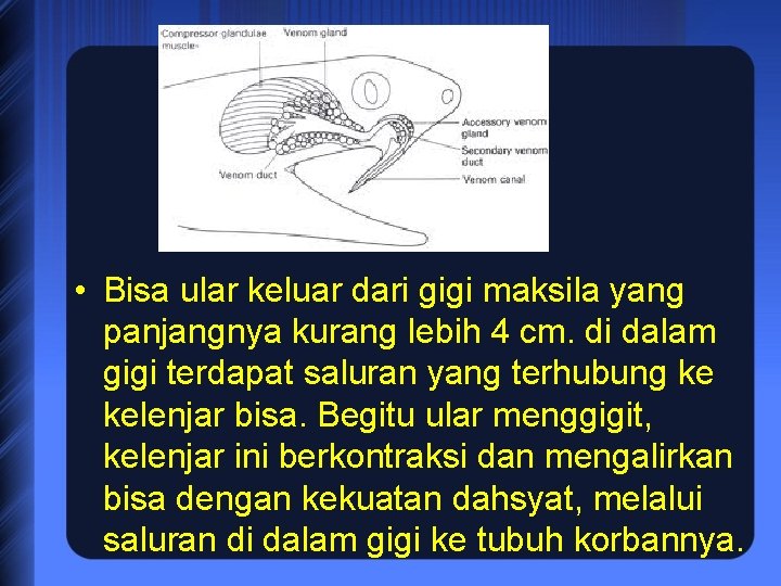  • Bisa ular keluar dari gigi maksila yang panjangnya kurang lebih 4 cm.