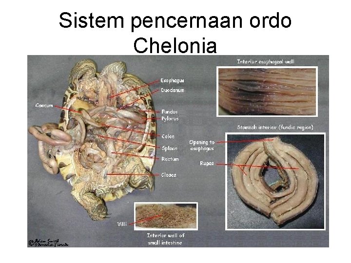 Sistem pencernaan ordo Chelonia 