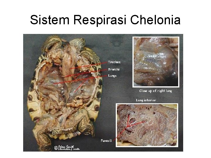 Sistem Respirasi Chelonia 