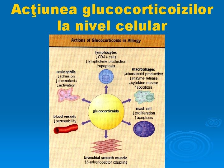 Acţiunea glucocorticoizilor la nivel celular 