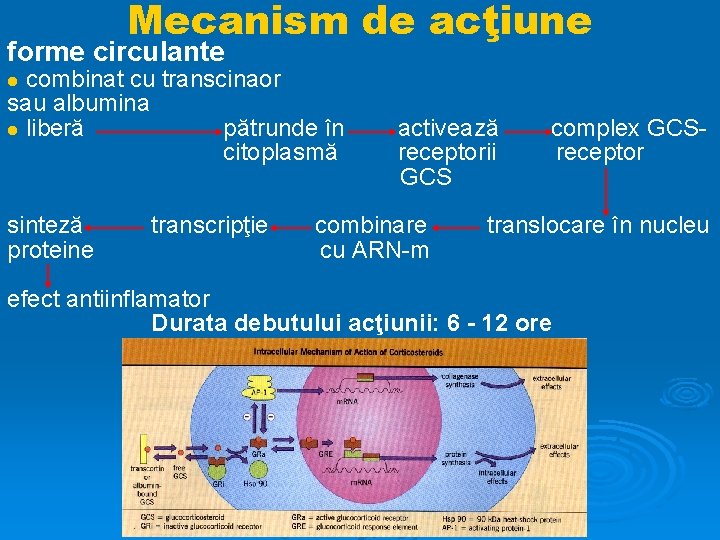 Mecanism de acţiune forme circulante combinat cu transcinaor sau albumina liberă pătrunde în citoplasmă