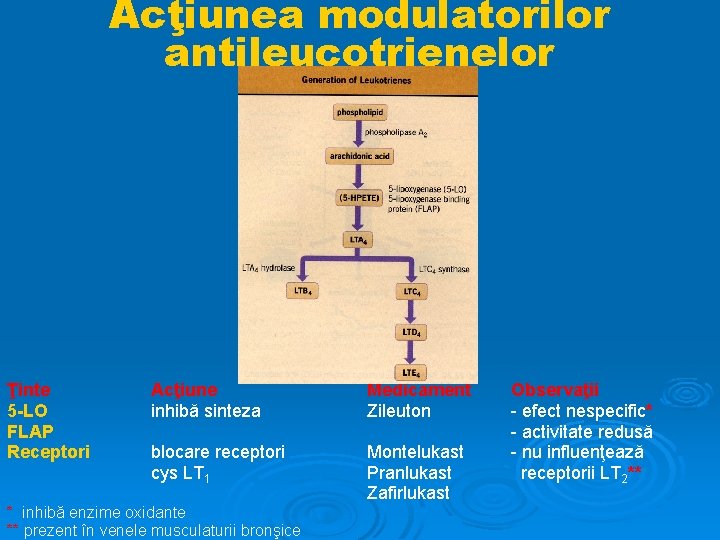 Acţiunea modulatorilor antileucotrienelor Ţinte 5 -LO FLAP Receptori Acţiune inhibă sinteza Medicament Zileuton blocare