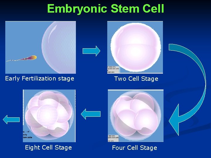 Embryonic Stem Cell Early Fertilization stage Eight Cell Stage Two Cell Stage Four Cell