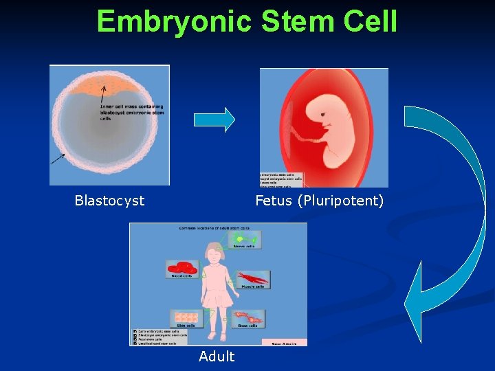 Embryonic Stem Cell Blastocyst Fetus (Pluripotent) Adult 