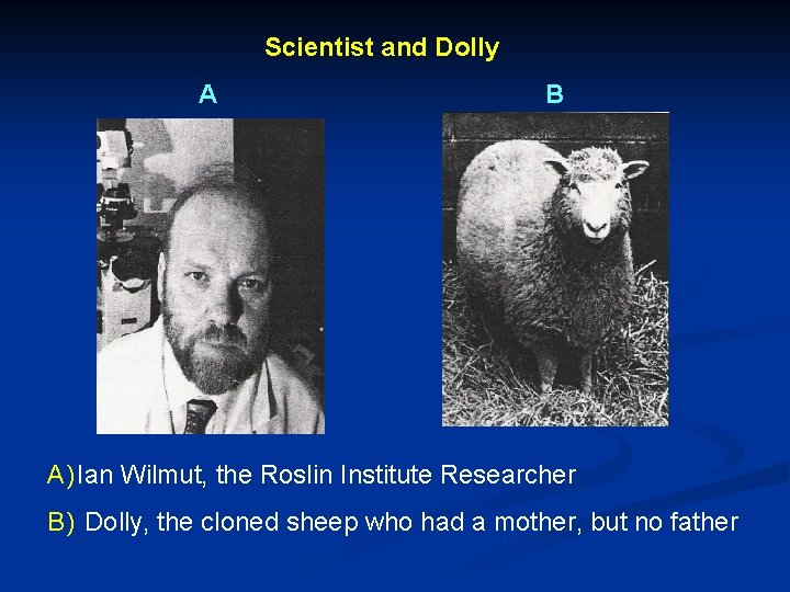 Scientist and Dolly A B A) Ian Wilmut, the Roslin Institute Researcher B) Dolly,