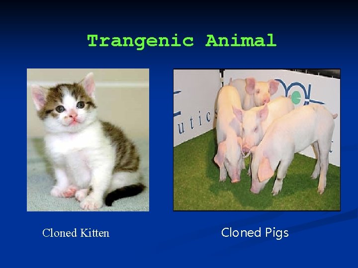 Trangenic Animal Cloned Kitten Cloned Pigs 