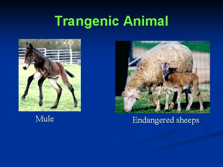 Trangenic Animal Mule Endangered sheeps 