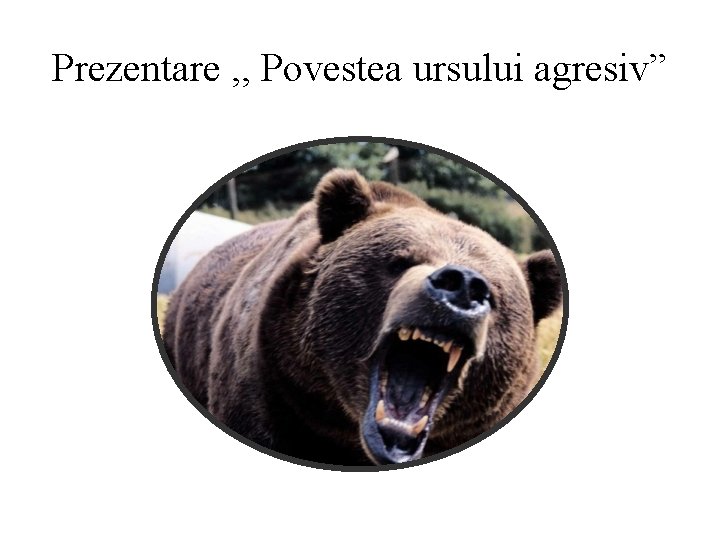 Prezentare , , Povestea ursului agresiv” 