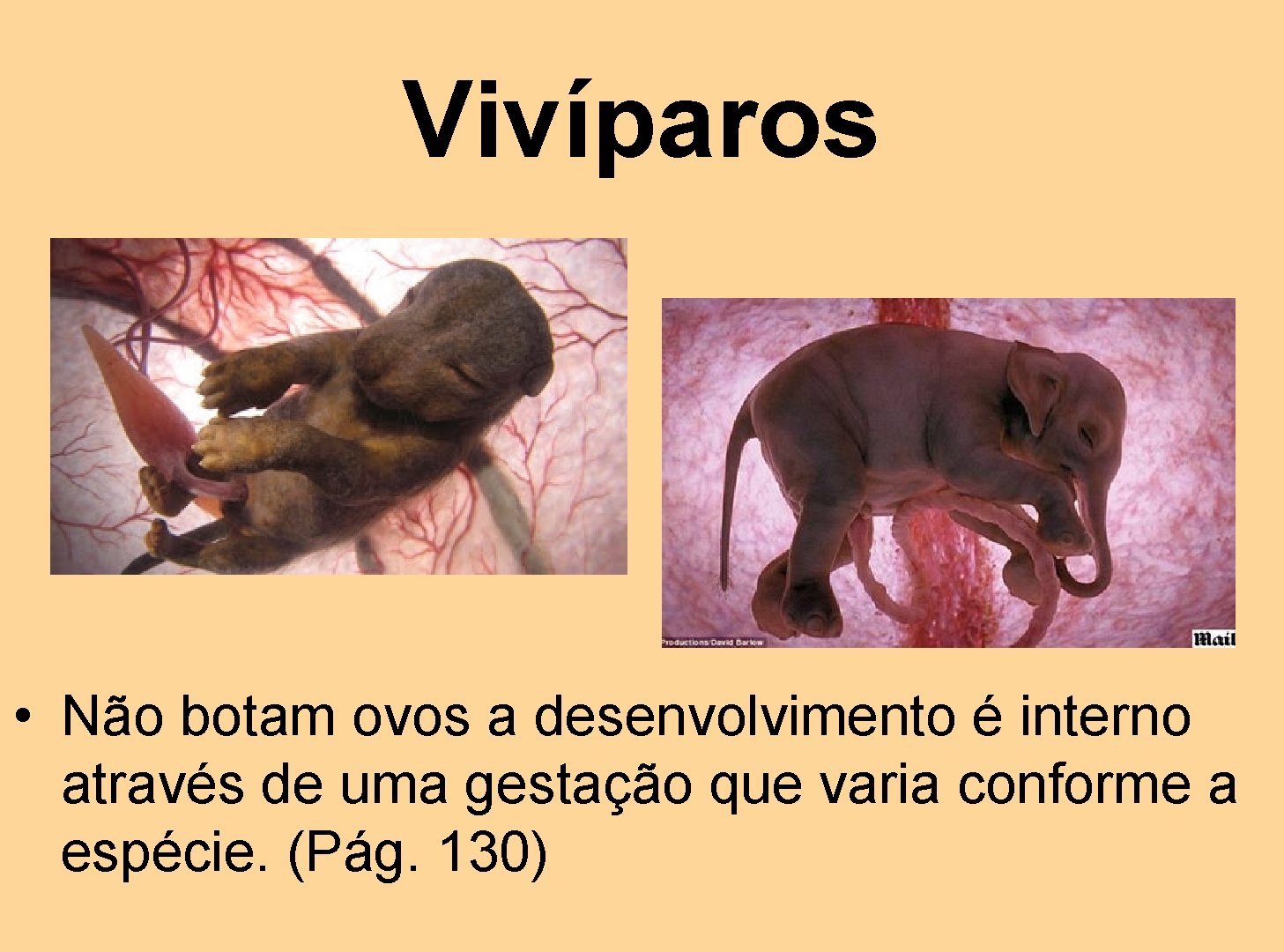 Vivíparos • Não botam ovos a desenvolvimento é interno através de uma gestação que
