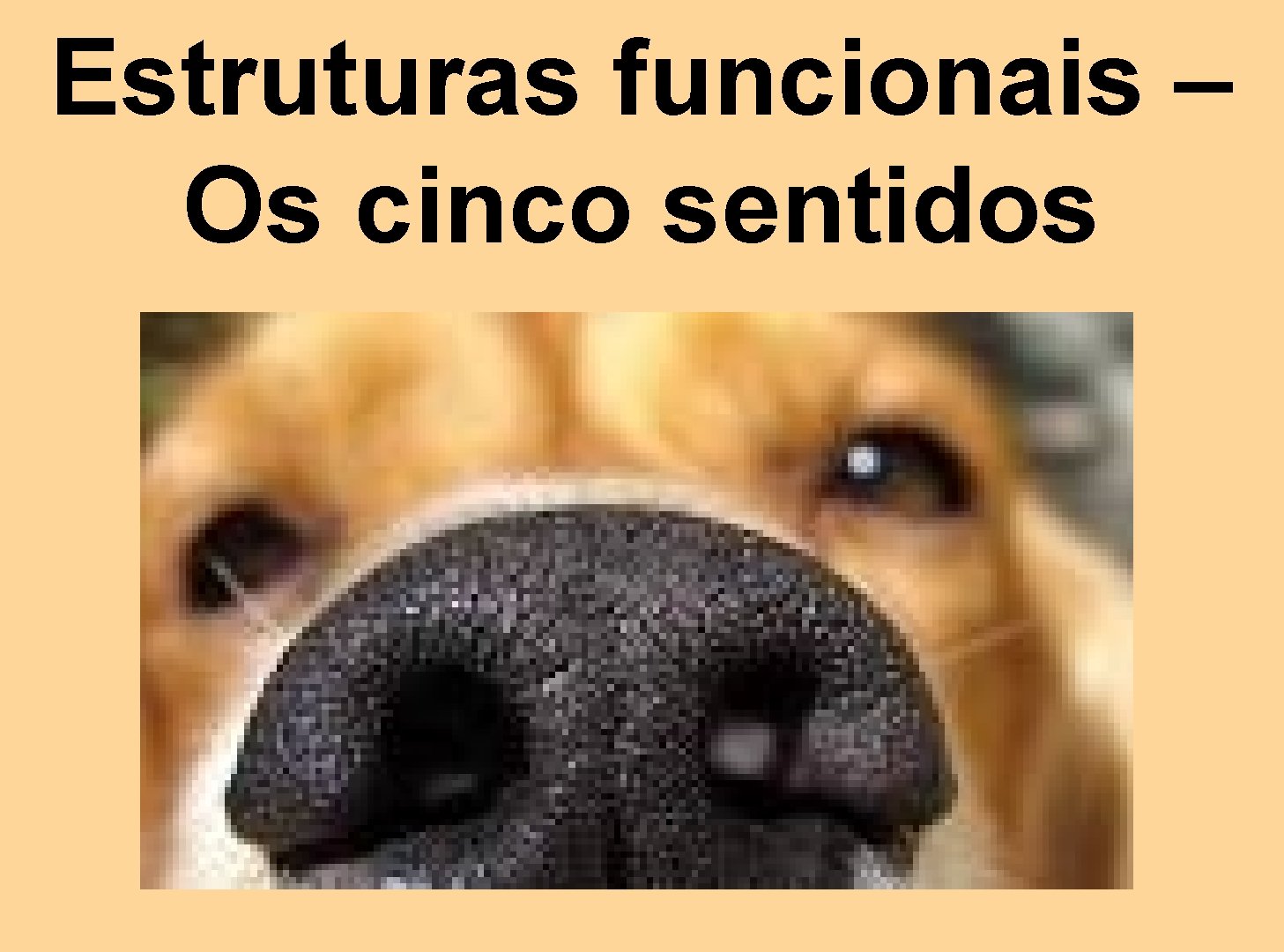Estruturas funcionais – Os cinco sentidos 