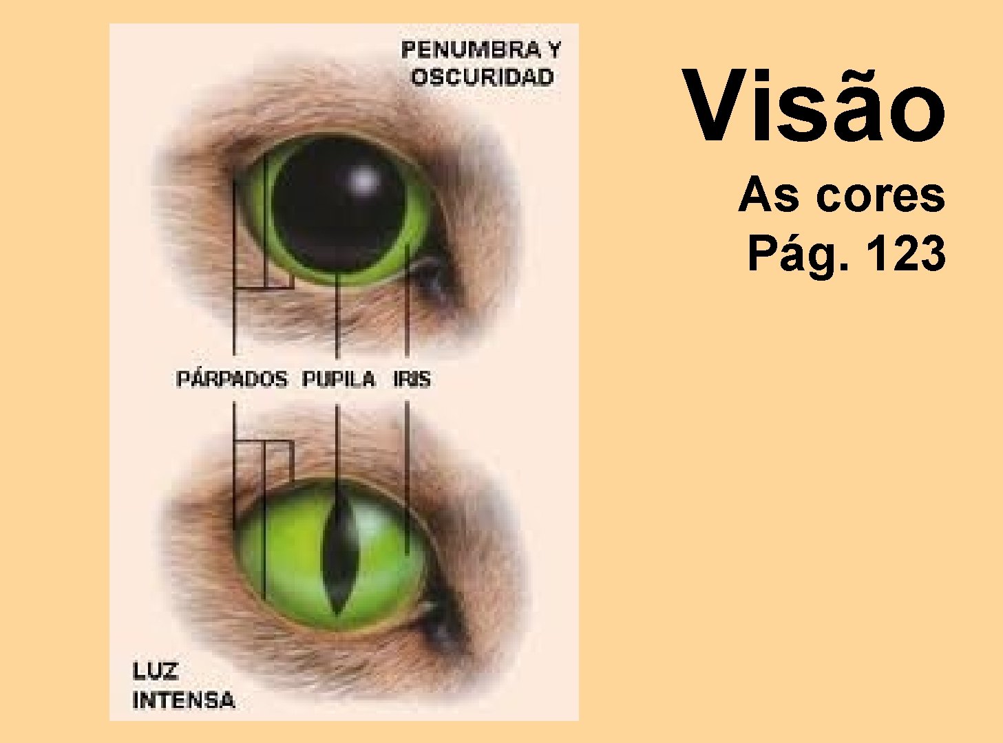 Visão As cores Pág. 123 