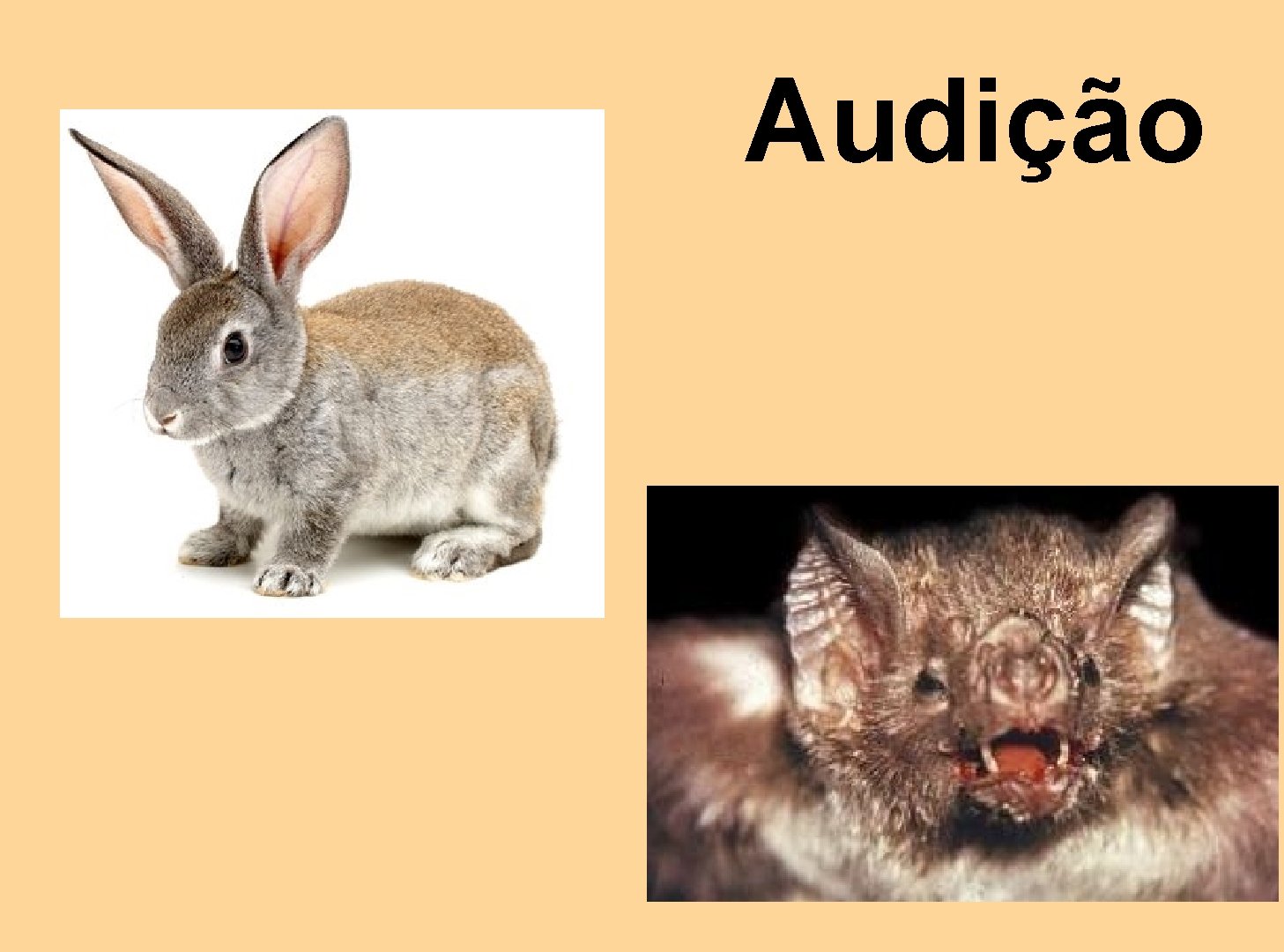 Audição 
