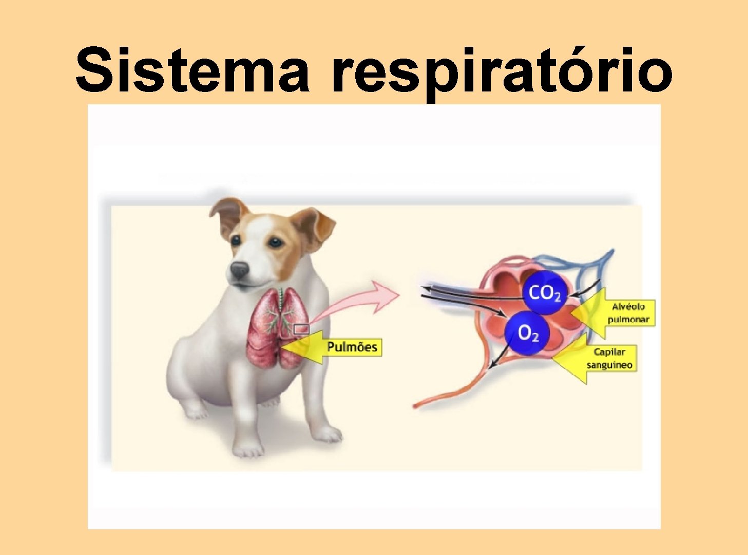Sistema respiratório 
