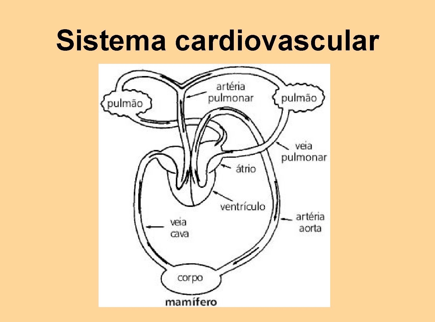 Sistema cardiovascular 
