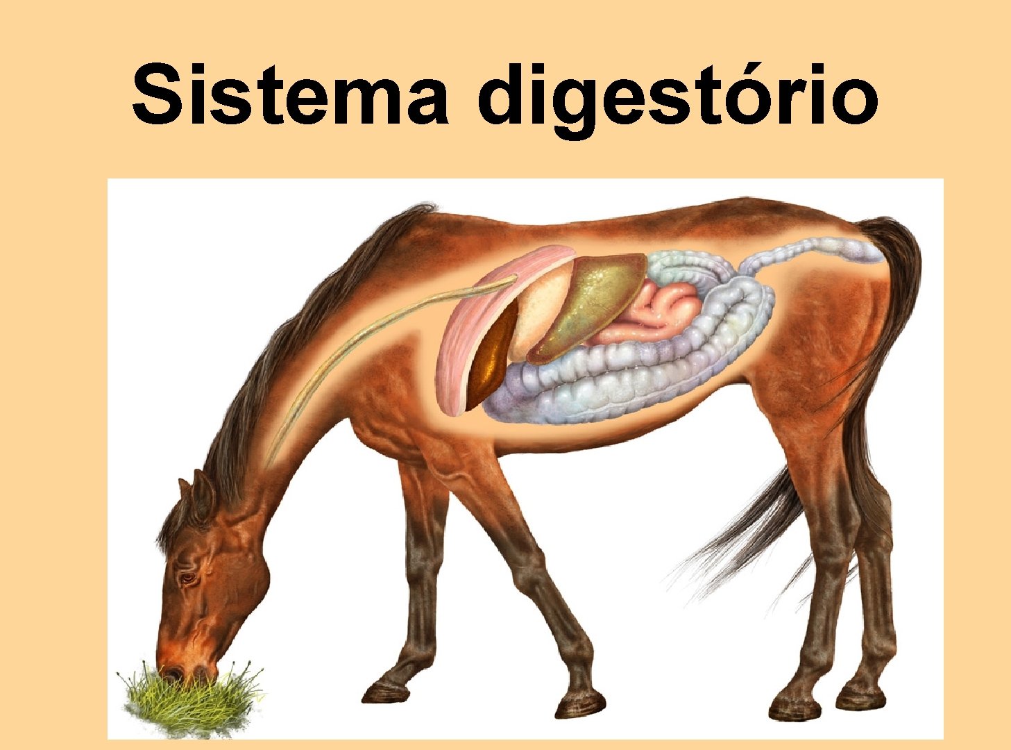 Sistema digestório 