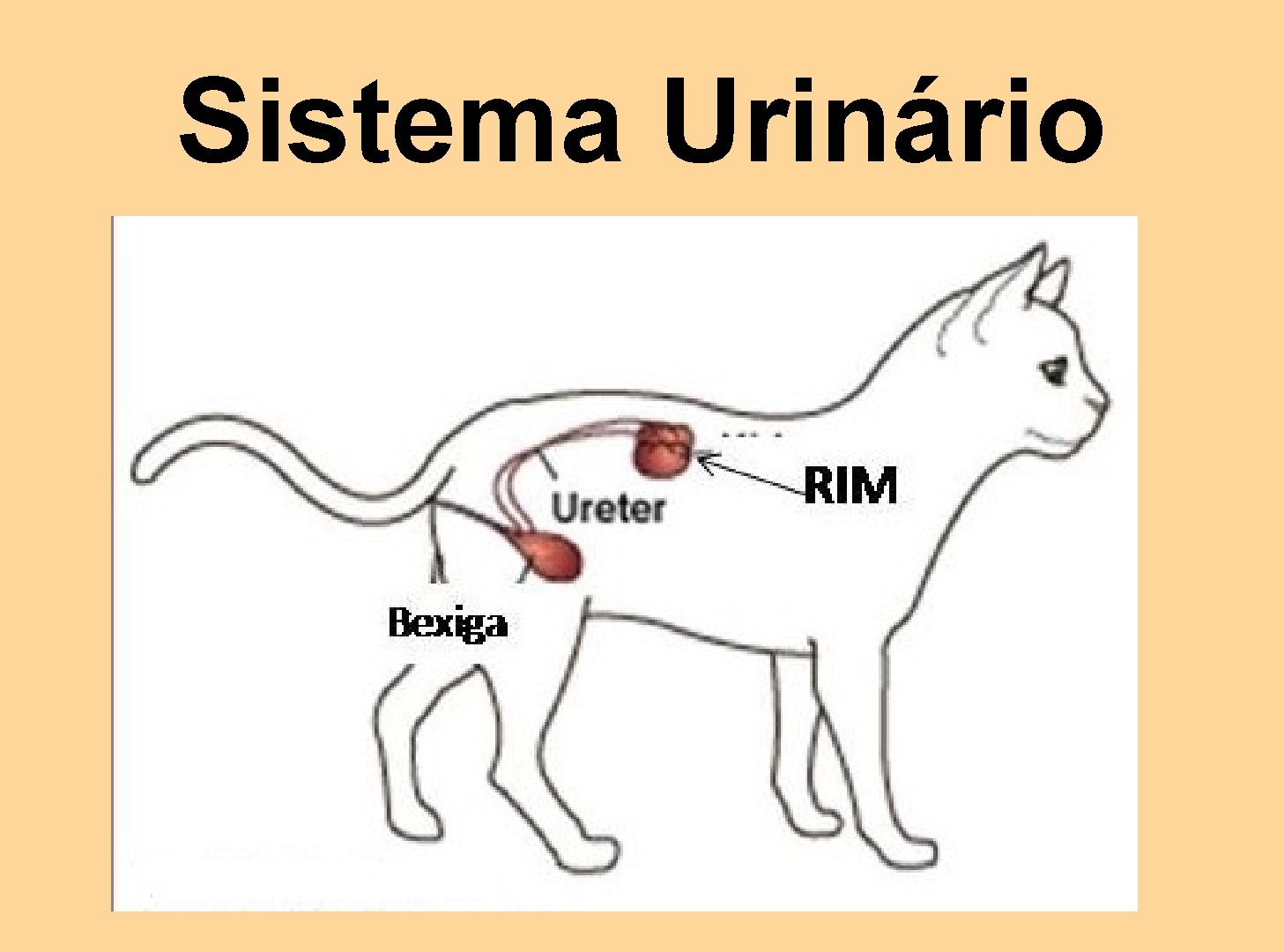 Sistema Urinário 