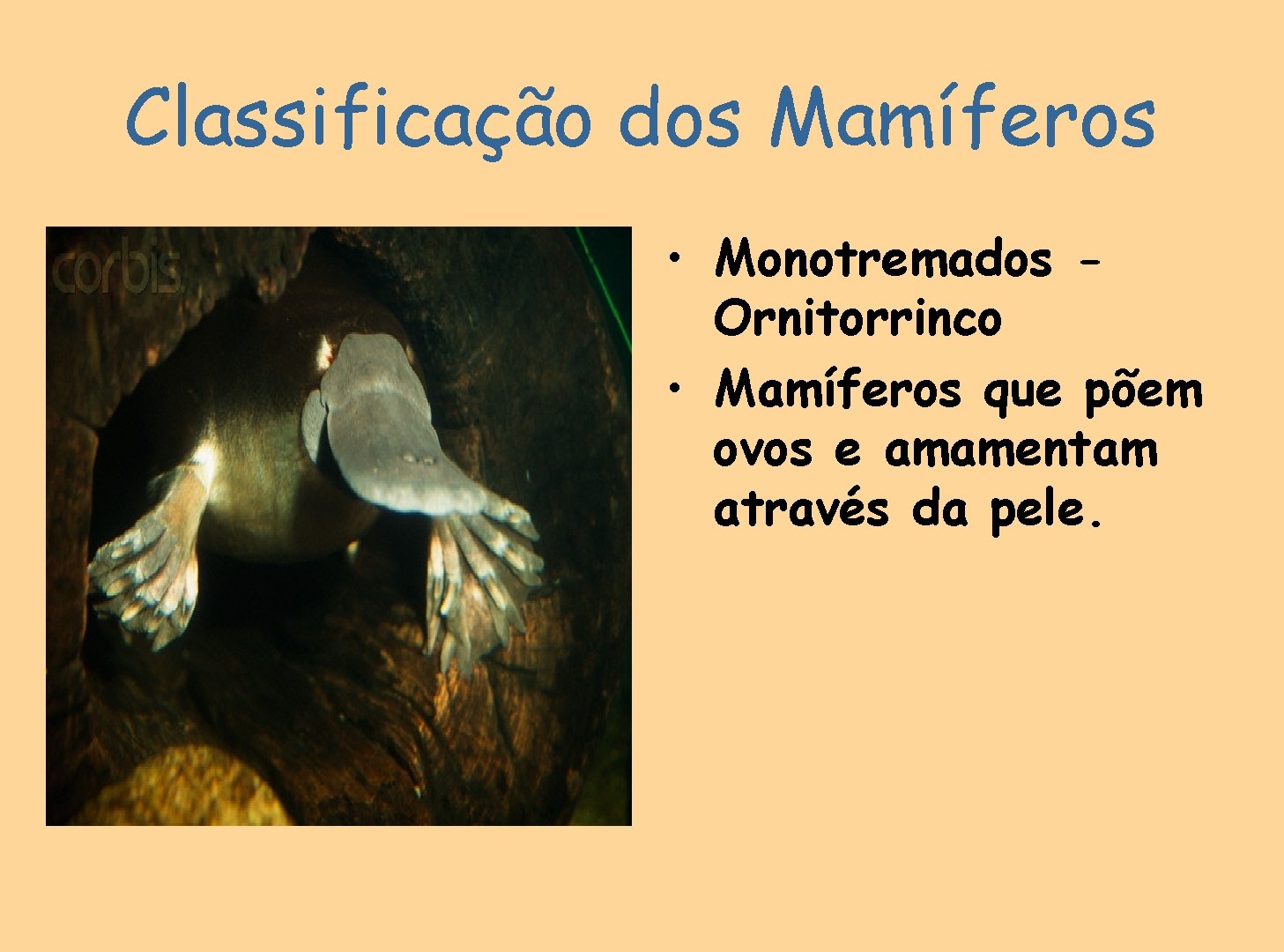 Classificação dos Mamíferos • Monotremados Ornitorrinco • Mamíferos que põem ovos e amamentam através