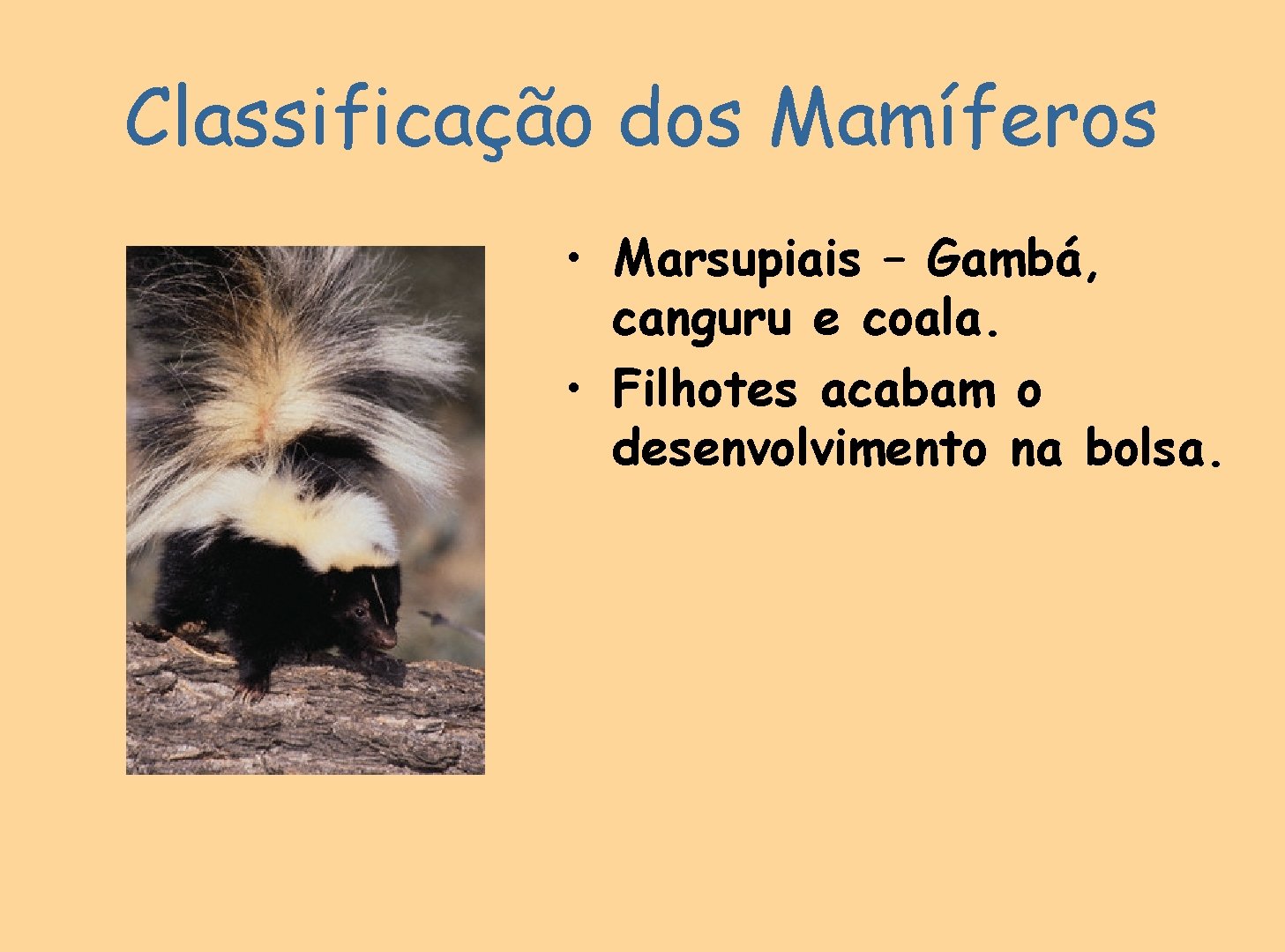 Classificação dos Mamíferos • Marsupiais – Gambá, canguru e coala. • Filhotes acabam o