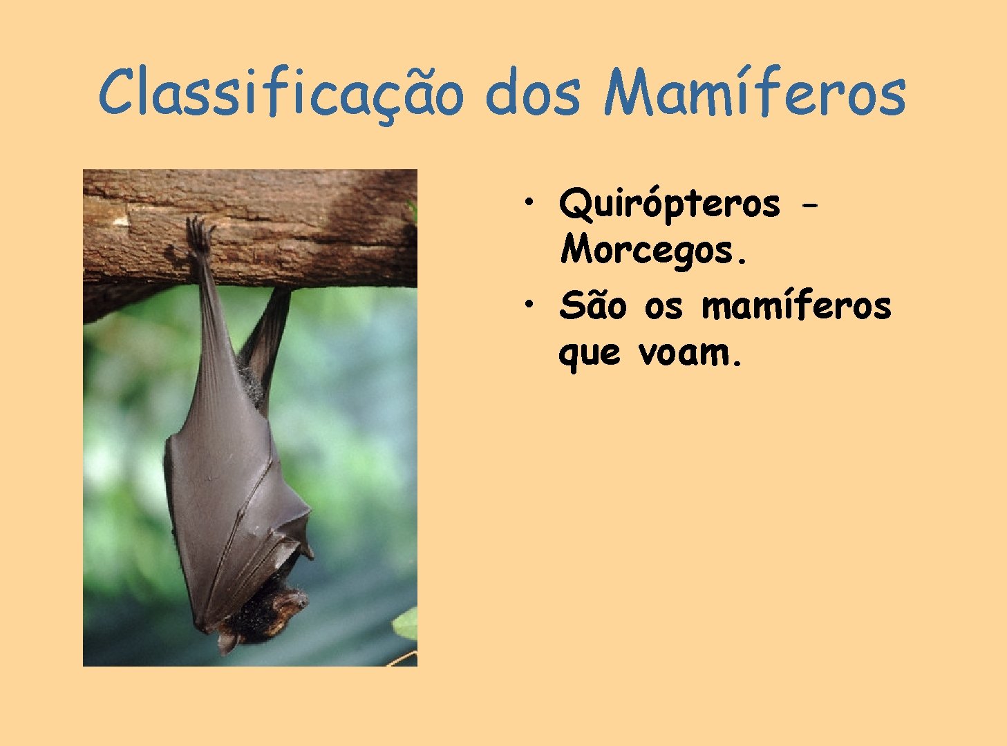Classificação dos Mamíferos • Quirópteros Morcegos. • São os mamíferos que voam. 