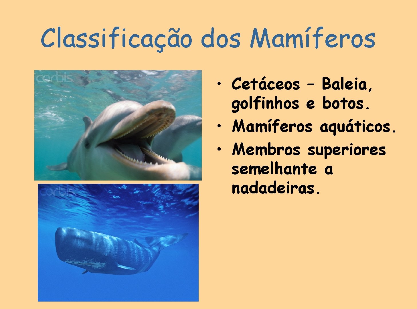 Classificação dos Mamíferos • Cetáceos – Baleia, golfinhos e botos. • Mamíferos aquáticos. •