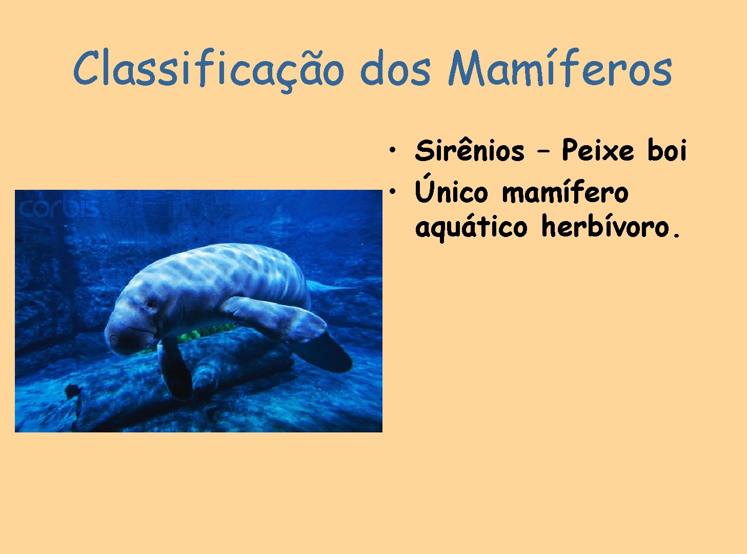 Classificação dos Mamíferos • Sirênios – Peixe boi • Único mamífero aquático herbívoro. 